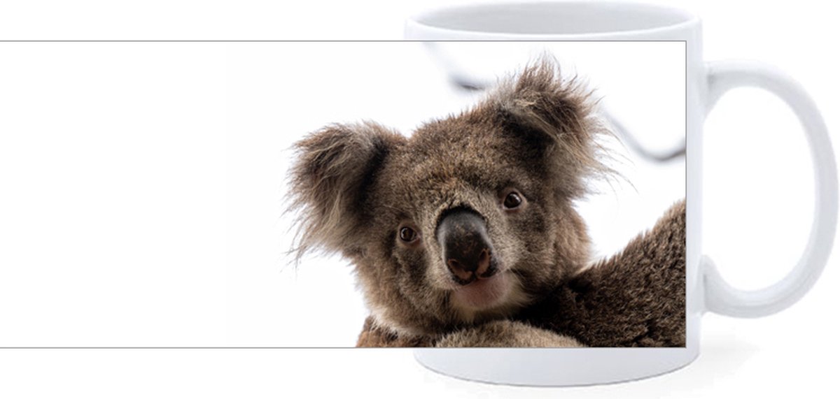 Beker - Koala - Foto Close Up