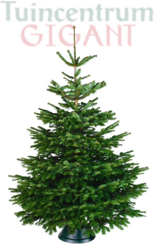 Foto: Echte kerstboom nordmann excellent gezaagd geen kluit 300 325cm