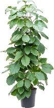 Goed & Groen - Tetrastigma Voinierianum (Zuil) - XL -↨ 150cm - Potmaat 27 - Exclusieve Kwaliteit Planten - Kamer Plant - Kamerplanten - Sfeer - Interieur