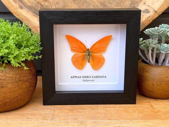 Lijst met echte vlinder " Appias Nero Zarinda " opgezet - taxidermie - entomologie