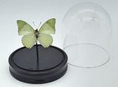 Cloche avec véritable papillon Charaxes Eupale - monté - taxidermie - entomologie