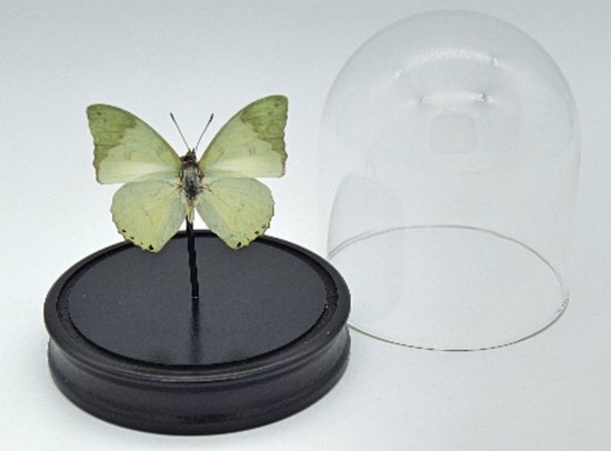 Stolp met echte Charaxes Eupale vlinder - opgezet - taxidermie - entomologie