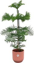 Naaldboom – Kamerden (Araucaria) met bloempot – Hoogte: 100 cm – van Botanicly