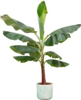 Bananenplant – Bananen plant (Musa) met bloempot – Hoogte: 120 cm – van Botanicly