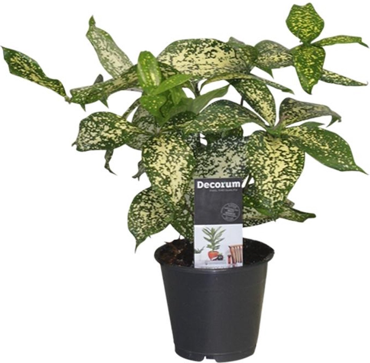 BOTANICLY Groene plant – Drakenboom (Dracaena Godsefiana) – Hoogte: 25 cm – van