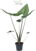 Alocasia – Olifantsoor (Alocasia Zebrina) – Hoogte: 70 cm – van Botanicly