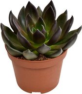 Vetplant – Egelantier (Echeveria Preta) – Hoogte: 15 cm – van Botanicly