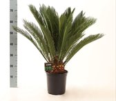 Buitenpalm – Varenpalm (Cycas Revoluta) – Hoogte: 75 cm – van Botanicly