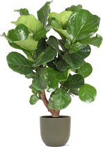 Groene plant – Vioolplant (Ficus Lyrata) met bloempot – Hoogte: 125 cm – van Botanicly
