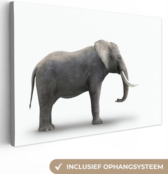 Éléphant sur fond blanc Toile 60x40 cm - Tirage photo sur toile (Décoration murale salon / chambre) / Peintures sur toile Animaux