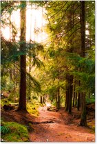 Muurdecoratie Bos - Pad - Bomen - Groen - Zon - Natuur - 120x180 cm - Tuinposter - Tuindoek - Buitenposter