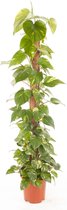 Goed & Groen - Epipremnum Pinnatum (mosstok) - Scindapsus - XL -↨ 150cm - Potmaat 27 - Exclusieve Kwaliteit Planten - Kamer Plant - Kamerplanten - Sfeer - Interieur