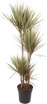 Goed & Groen - Dracaena marginata Bicolor - Drakenboom - XL -↨ 160cm - Potmaat 27 - Exclusieve Kwaliteit Planten - Kamer Plant - Kamerplanten - Sfeer - Interieur