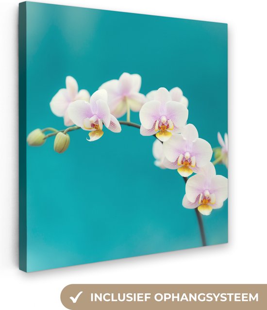 Canvas Schilderij Witte orchideeën op blauw - Wanddecoratie