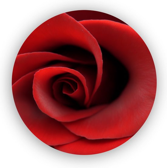 Rode roos close-up - Wanddecoratie roos - Minimalisme - Bloemen schilderij - Natuur - Forex schilderij rond - 40 x 40 cm 3mm