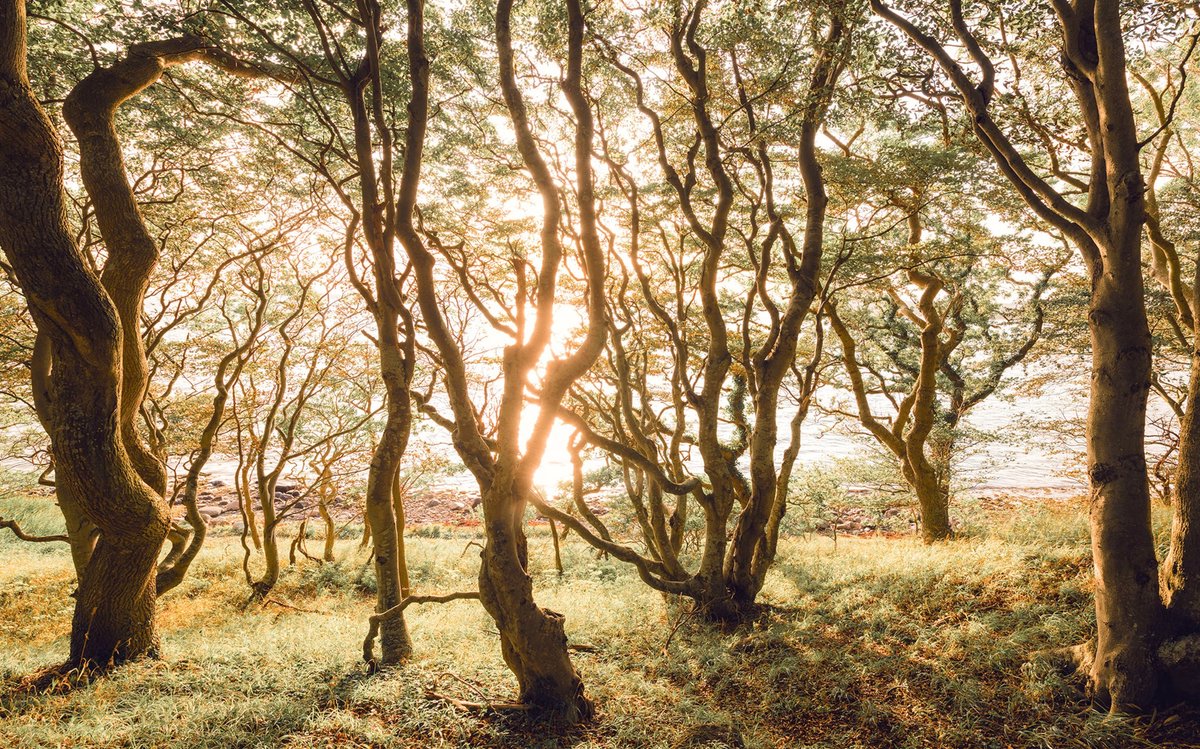 Fotobehang - Bold Birch 400x250cm - Vliesbehang