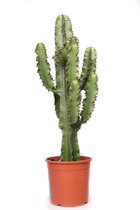 Cactus – Kerstster (Euphorbia Erytrea) met bloempot – Hoogte: 70 cm – van Botanicly