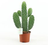 Cactus – Schijfcactus (Opuntia Rubescens Consolea) met bloempot – Hoogte: 35 cm – van Botanicly