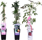 Passiebloem (Passiflora Mix) – Hoogte: 65 cm – van Botanicly