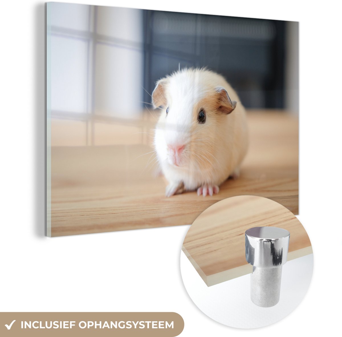 ® Glasschilderij 30x20 cm - Schilderij acrylglas - Schattige baby cavia - Foto op glas - Muurdecoratie woonkamer - Wanddecoratie slaapkamer - Schilderijen