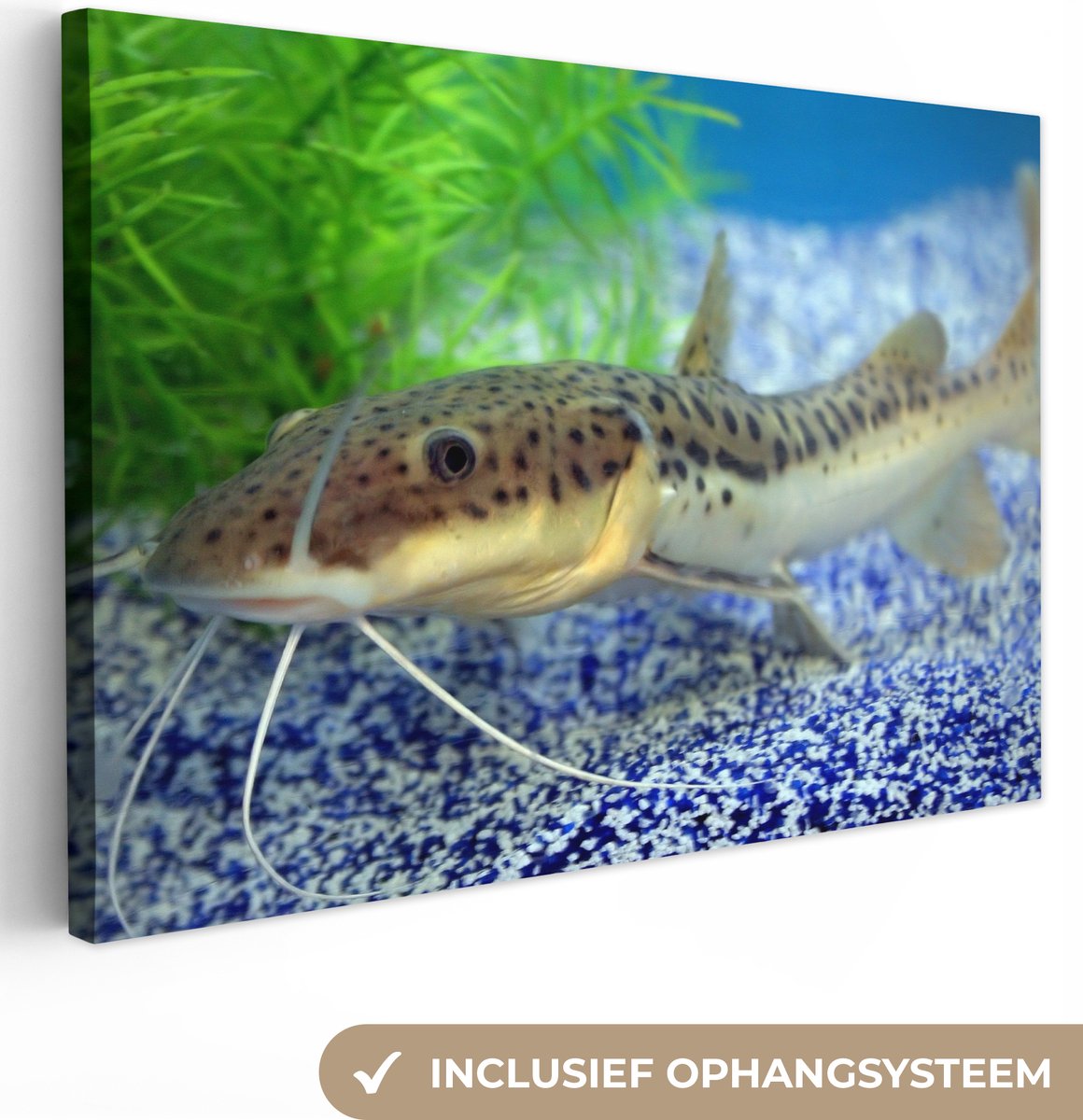 Canvas Schilderij Een meerval in een aquarium - 120x80 cm - Wanddecoratie