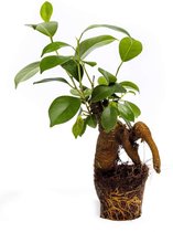Ficus Ginseng | Bonsai | Terrariumplant | Ø6 - 15 cm