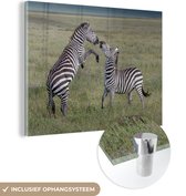 MuchoWow® Glasschilderij 80x60 cm - Schilderij acrylglas - Spelende zebras - Foto op glas - Schilderijen