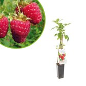 Frambozenstruik - Rubus idaeus - Malling Promise - zelfbestuivend - winterharde frambozenplant - 40-60 cm hoog