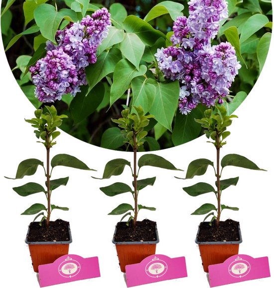 Set van 3 Seringen - Syringa vulgaris 'Pamiec o Wawilowie' - Hoogte 25cm - 9cm pot