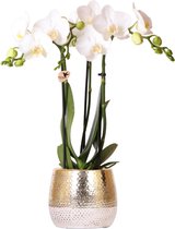 Kolibri Orchids | witte Phalaenopsis orchidee – Amabilis + Elite pot gold – potmaat – 40 hoog | bloeiende kamerplant in bloempot - vers van de kweker
