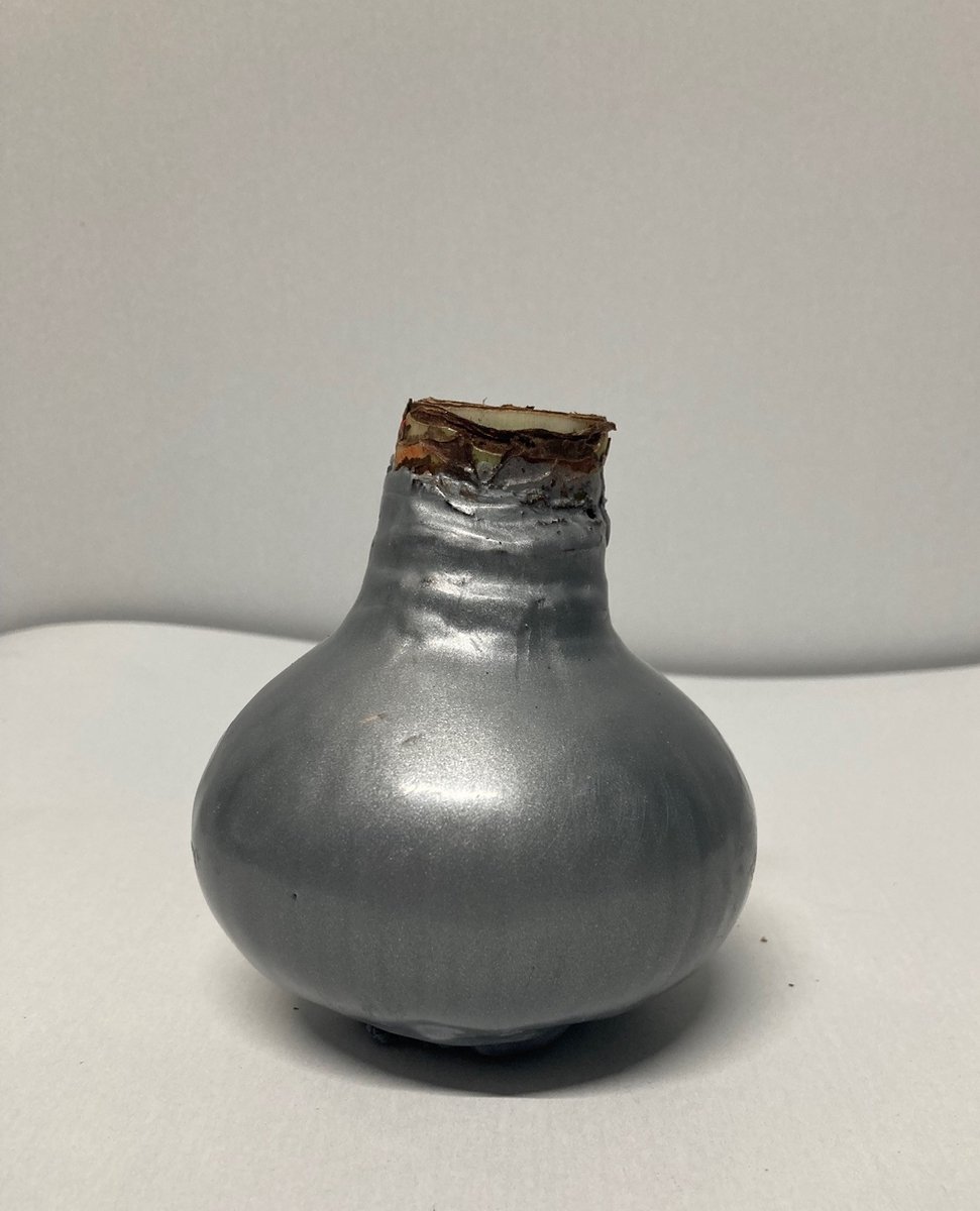 Wax amaryllis zilver - wax bol