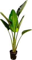 Paradijsvogelplant - Strelitzia Augusta hoogte 180cm potmaat 30cm
