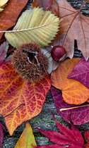 Fotobehang - Autumn Leaves 150x250cm - Vliesbehang