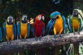 Fotobehang - Colourful Macaw 375x250cm - Vliesbehang