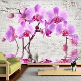 Papier peint photo King - Papier peint Papier peint non tissé - Papier Papier peint photo Orchidées pour mur de pierre - Orchidée - Fleurs - Purple Delight - 300 x 210 cm