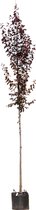 Puperbladige sierpruim Prunus cerasifera Nigra h 450 cm st. omtrek...