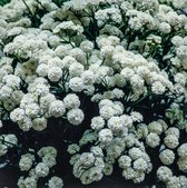 3 stuks | Achillea ptarmica 'Perry's White' P9 cm