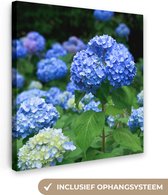 Canvas Schilderij Blauwe hortensia bloemen - 90x90 cm - Wanddecoratie