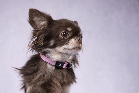 Flamingo - Flamingo Ziggi - Halsband Honden - Halsband Ziggi Roze S 30-45cm 15mm - 1st - 124736 - 1st - 1pce