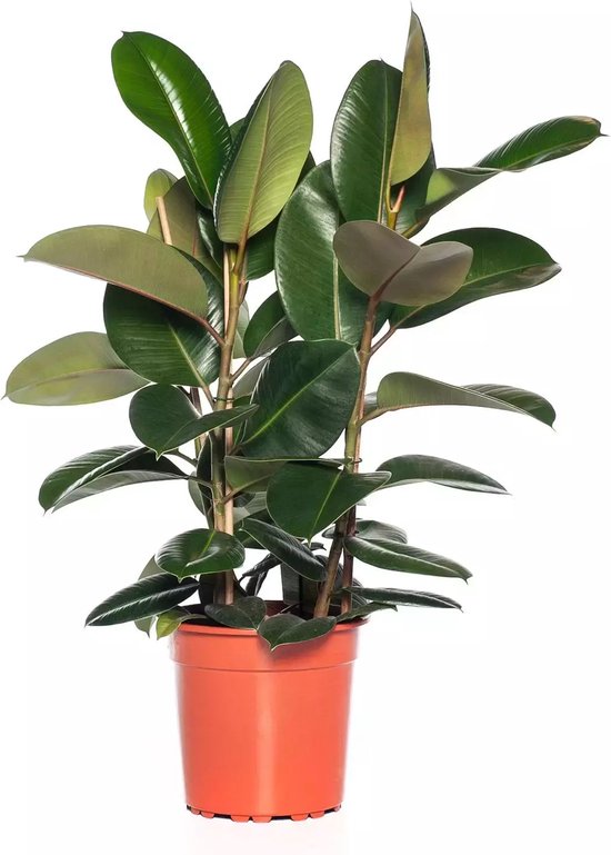 Ficus cyathistipula