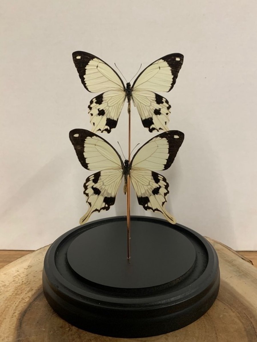 Stolp met Papilio Dardanus (2)