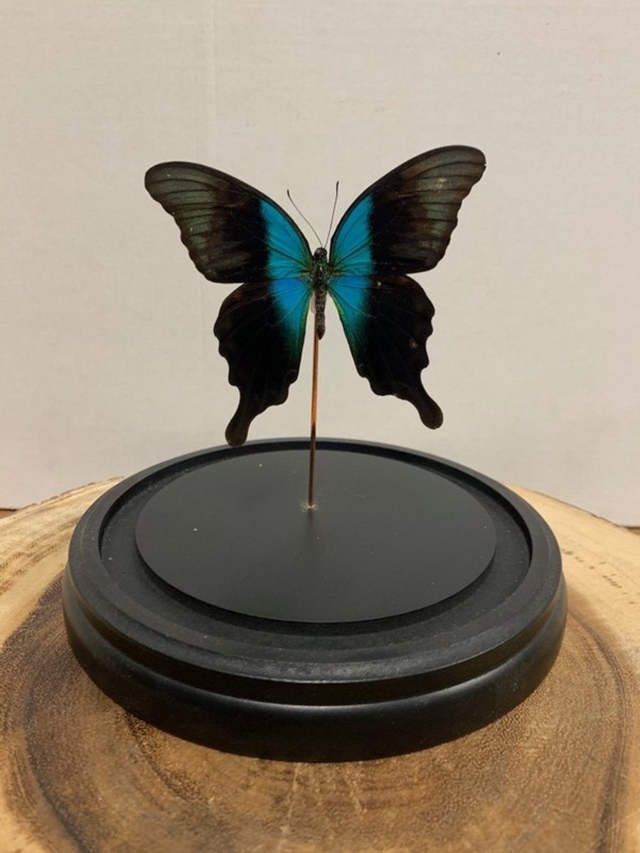 Stolp met Papilio Peranthus (1)