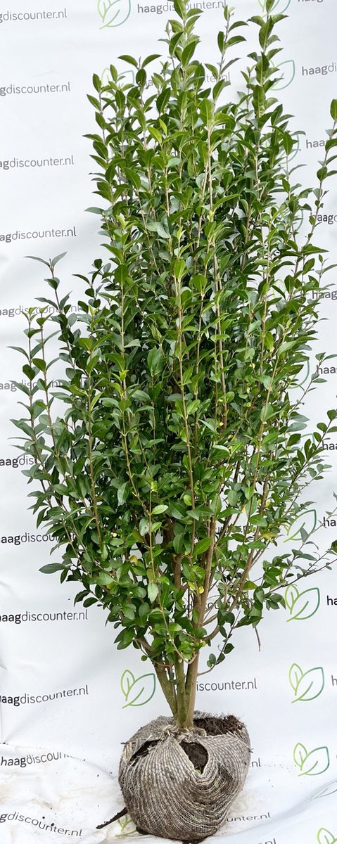philodendron werneri Philodendron aff. wernerii main image 1