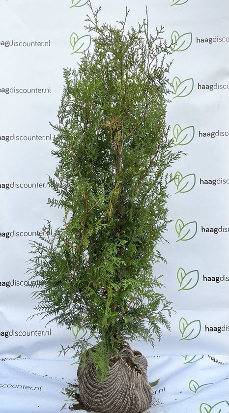 Thuja Brabant - Thuja Occidentalis 'Brabant' - 180 - 200 cm hoog - Gezonde  haag direct... | bol