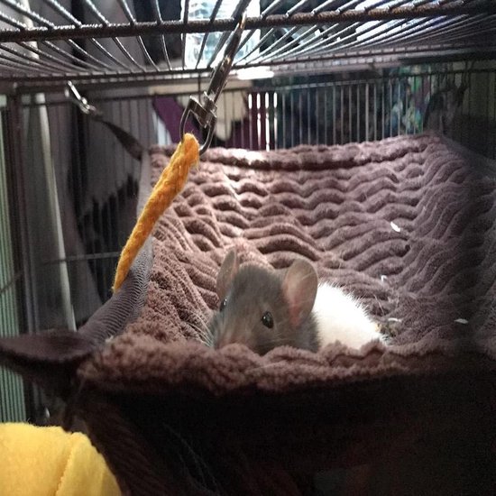 LeerKing knuffelgrot voor kleine dieren, pluizig knuffelbed, hangmat, knus huisje, hut met haken voor ratten, cavia's, fretten, hamsters, chinchilla's, eekhoorns, knaagdieren, konijnen