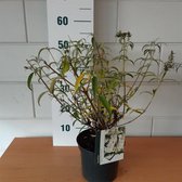 Buddleja davidii 'White Profusion' C3 cm - Bladverliezend - Bloeiende plant - Geurend - Informele haag - Insectenlokkend