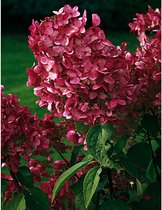 1x Hydrangea paniculata 'Wim's Red'® - Hortensia - Hauteur de la plante 30-40 cm en pot