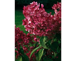 Tuinplant - Buitenplant - Winterhard - Hortensia - Hydrangea paniculata 'Wim's Red'® - Wit - Roze - Rood - Planthoogte 30-40 cm - Potmaat P23