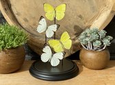 Glazen stolp met echte vlinders - mix geel en wit - taxidermie - entomologie