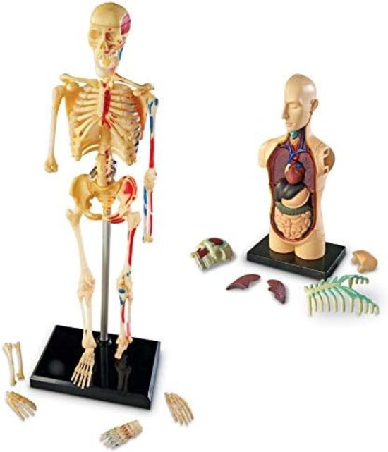 Modèle Anatomie - Modèle anatomique - Torse d'anatomie - Squelette ...